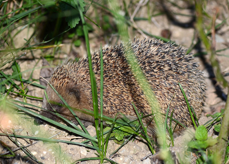 Riccio - Erinaceus europaeus